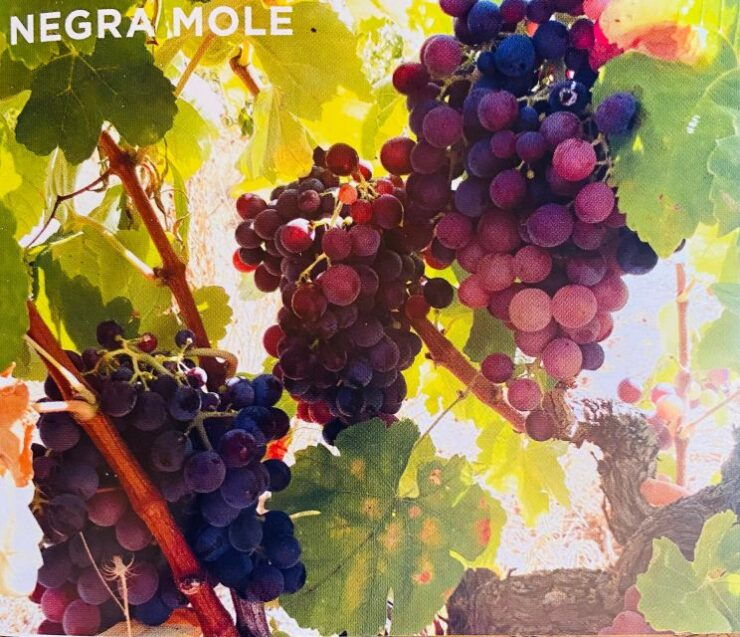 ALGARVE: FERRAGUDO E-BIKE GUIDED TOUR & WINE TASTING - Good To Know