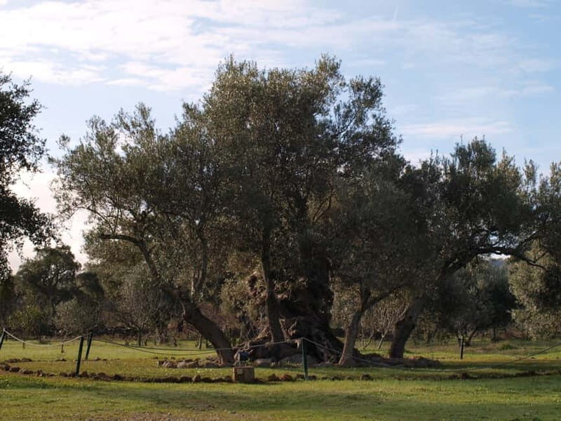 Algarve: Flavors and Traditions Tour - The Sum Up: A Richly Authentic Algarve Experience