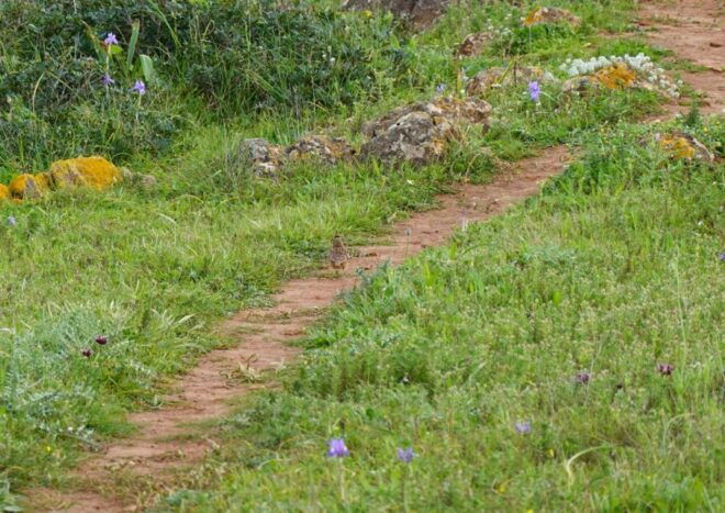 Algarve: Guided WALK in the Natural Park South Coast - Full Description of the Activity