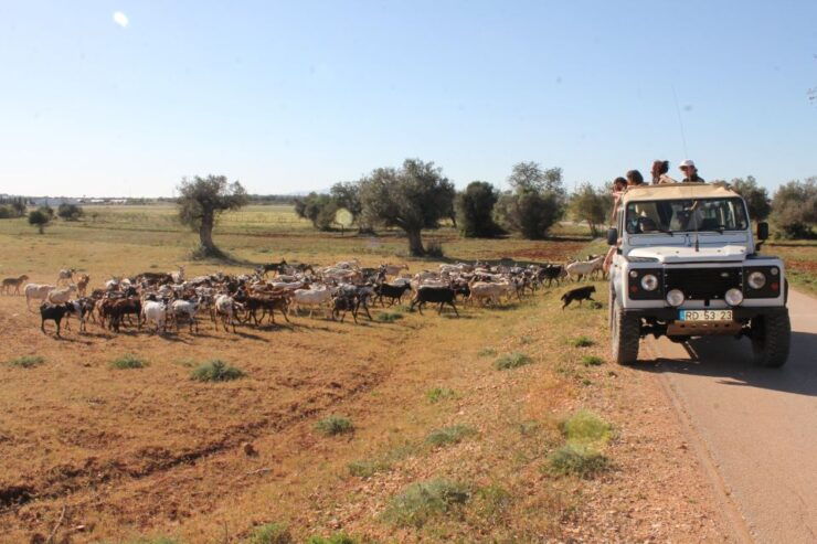 Algarve Jeep Safaris Halfday Tours. - Tour Experience