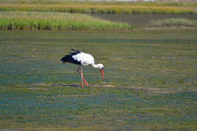 Algarve: Olhão Highlights Tour and Ria Formosa Boat Trip - An In-Depth Look at the Tour Experience
