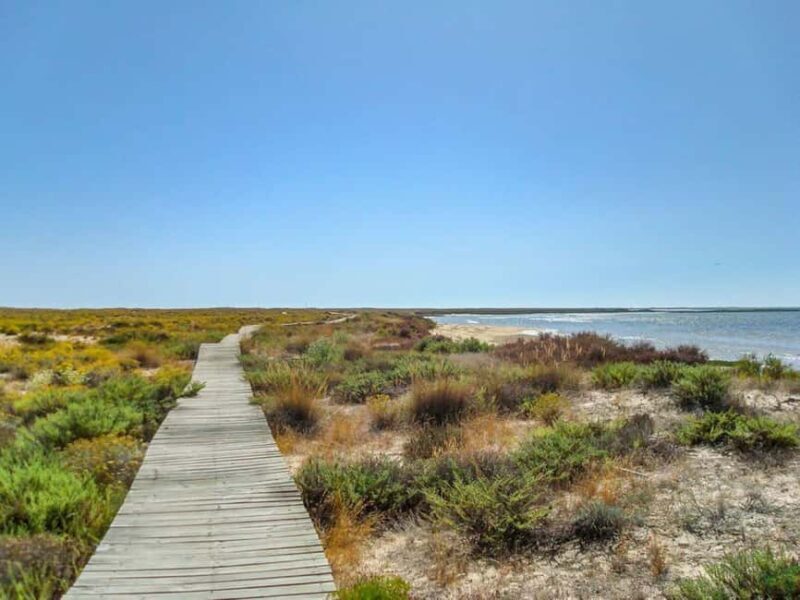 Algarve: Olhão Highlights Tour and Ria Formosa Boat Trip - Who Is This Tour Best Suited For?