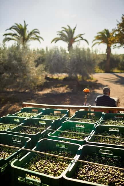 Algarve: Olive Oil, Market, and Ria Formosa Boat Tour - FAQ