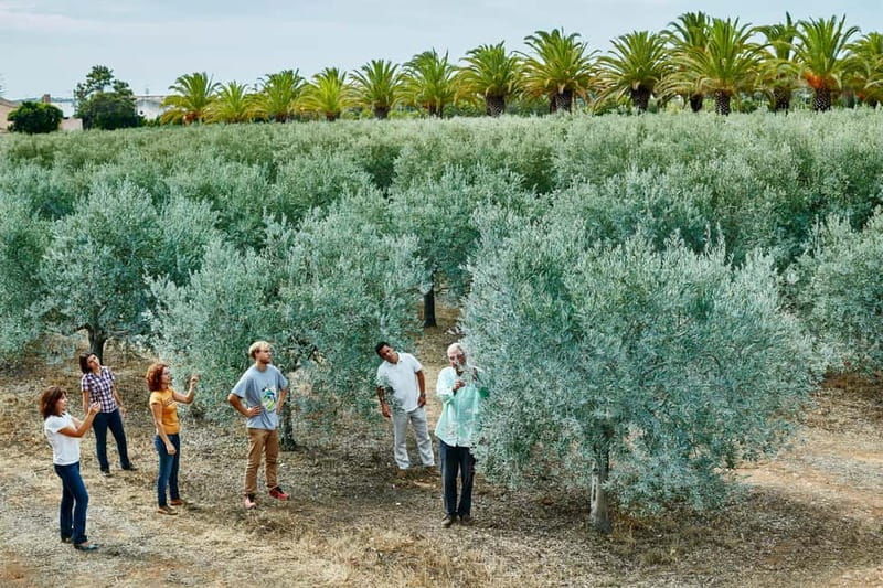 Algarve: Olive Oil, Market, and Ria Formosa Boat Tour - Detailed Breakdown of the Itinerary