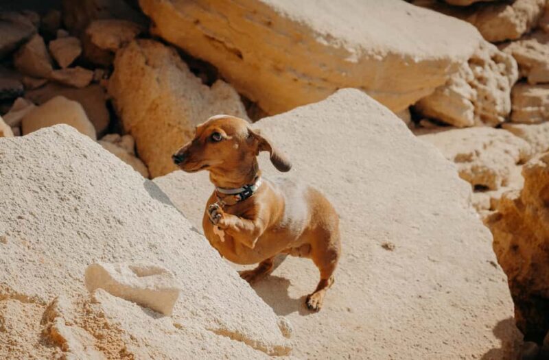 Algarve: Private Vacation Photoshoot with a Local - The Ideal Traveller for This Experience