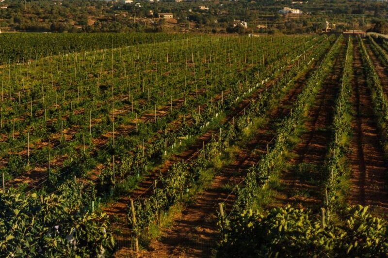 Algarve: Vineyard Tour & Premium Wine Tasting in Silves - Good To Know