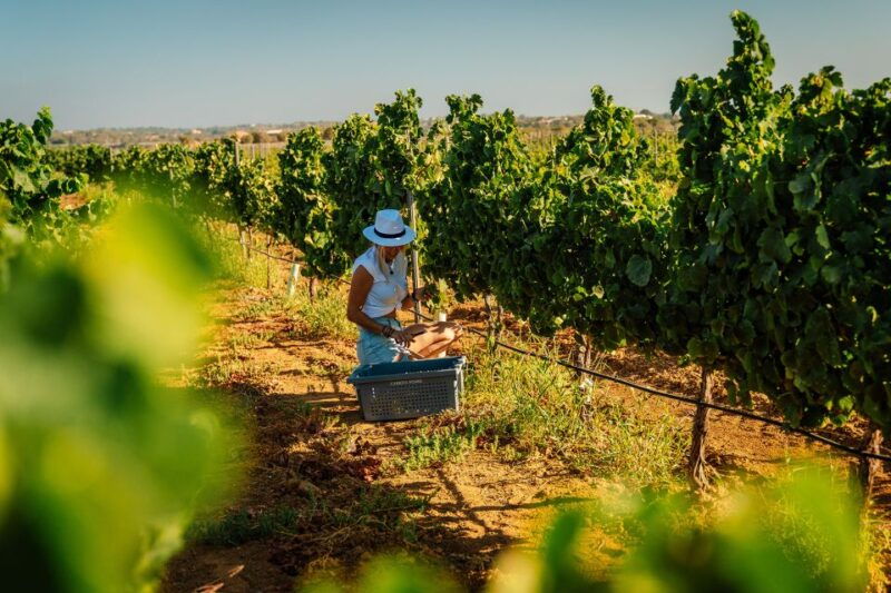 Algarve: Vineyard Tour & Premium Wine Tasting in Silves - The Value of This Tour