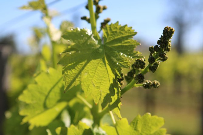 Algarve Wine Tasting & Music Experience - Frequently Asked Questions