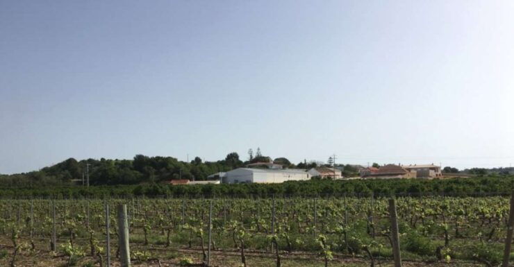 Algarve Wine Tour and Mountain Top Trip With Lunch or Dinner - Activity Highlights