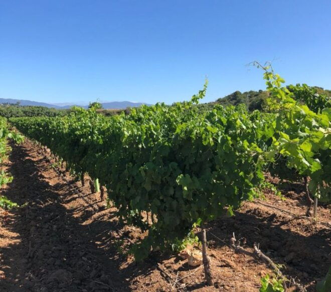 Algarve Wine Tour and Mountain Top Trip With Lunch or Dinner - Additional Information