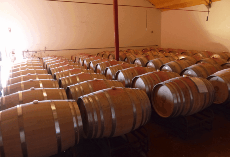Algarve Wine Tour of two estates guided by wine expert - Good To Know