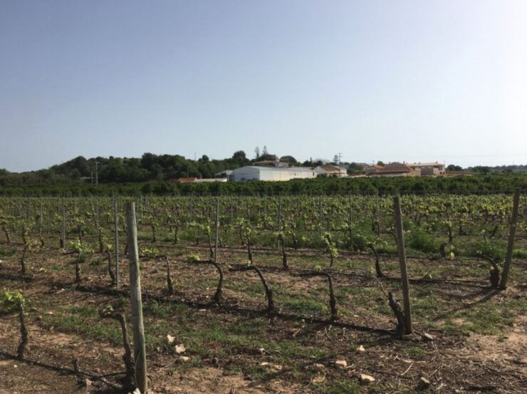 Algarve Wine Tour of Two Estates Guided by Wine Expert - Good To Know