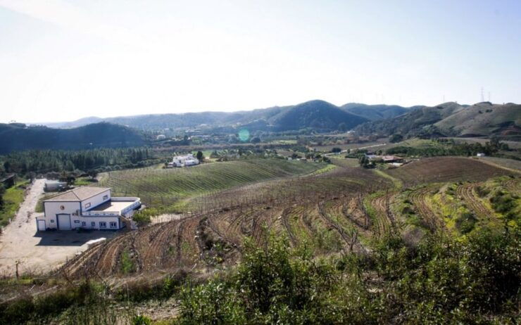 Algarve Wine Tour of Two Estates Guided by Wine Expert - Tour Overview