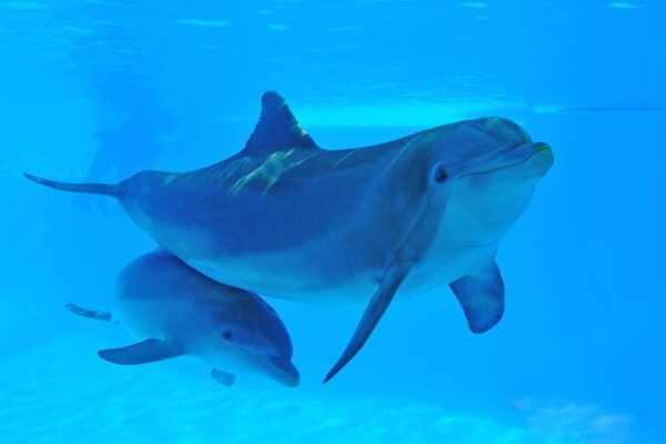 Algarve Zoomarine Ticket and Dolphin Emotions Experience - Frequently Asked Questions