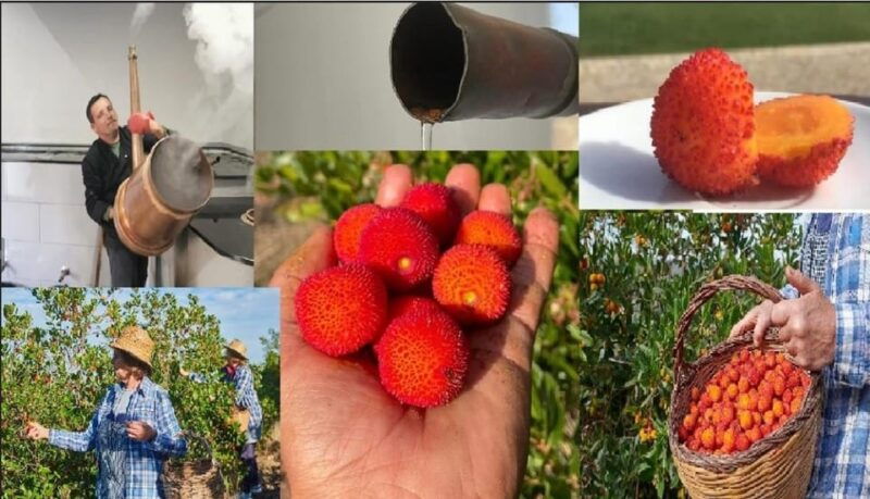ALGARVE'S ARBUTUS BERRY TRAIL - Algarve’s Arbutus Berry Trail: A Deep Dive into Local Spirit and Culture