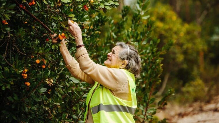 ALGARVE'S ARBUTUS BERRY TRAIL - Value and Practical Considerations