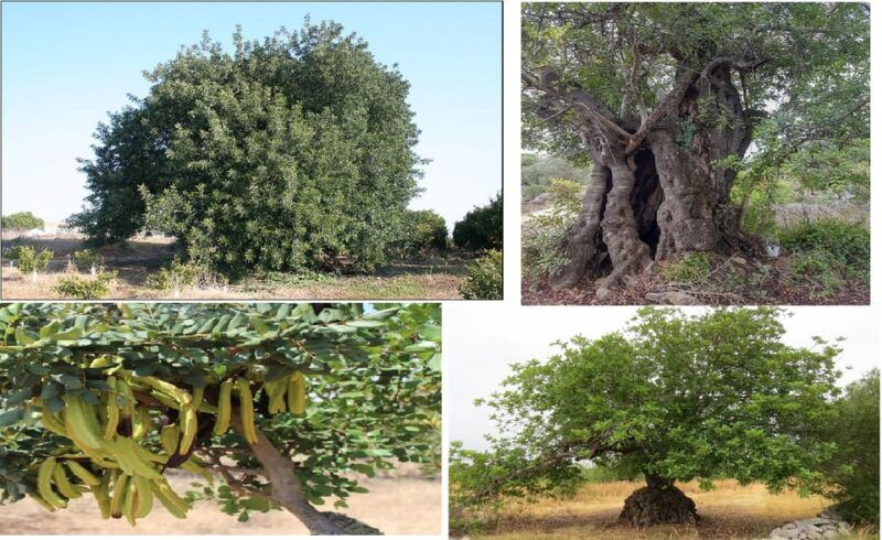 ALGARVE'S CAROB TRAIL - Good To Know