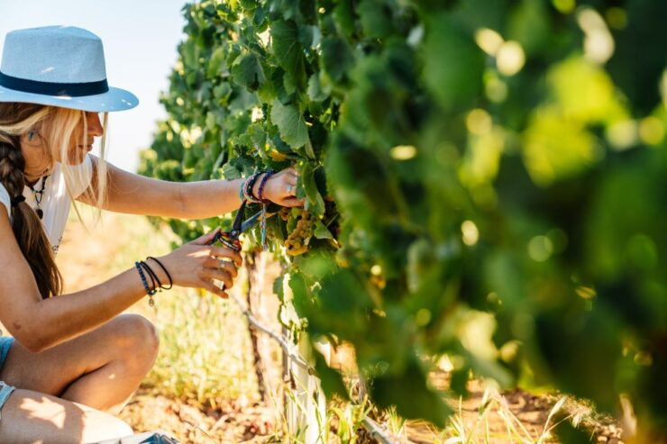 Algarves Classic Wine Tasting - Activity Details
