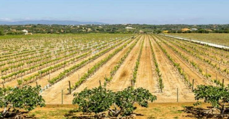 Algarves Classic Wine Tasting - Experience