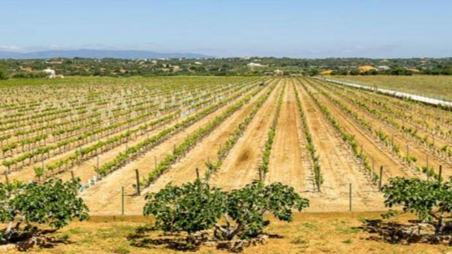 Algarves Classic Wine Tasting - Full Description