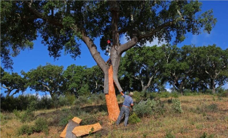 ALGARVE'S CORK TRAIL - Inside the Cork Factory: From Raw to Finished Product