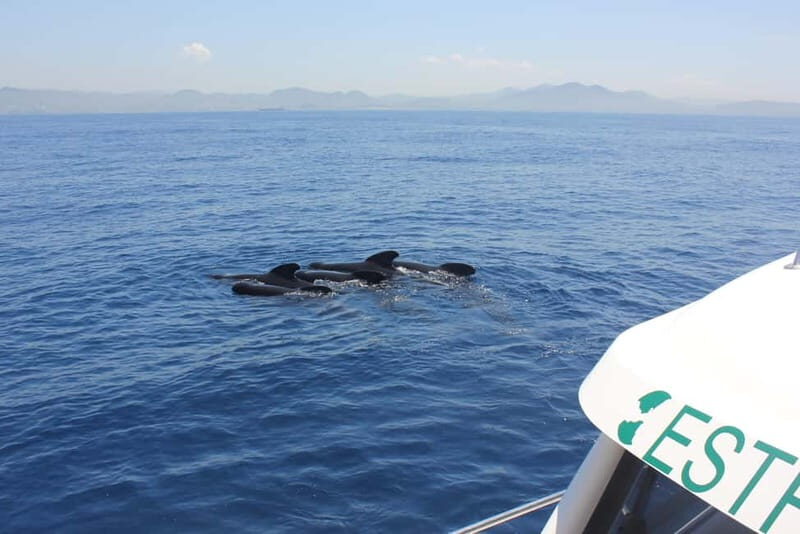 Algeciras: Dolphin and whale watching in reduced groups - The Experience Breakdown: What to Expect on the Tour