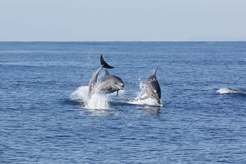 Algeciras: Dolphin and whale watching in reduced groups - Who Should Consider This Tour?
