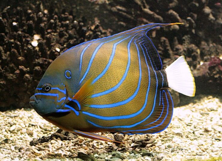 Algés: Vasco Da Gama Aquarium Entry Ticket - Experience Highlights