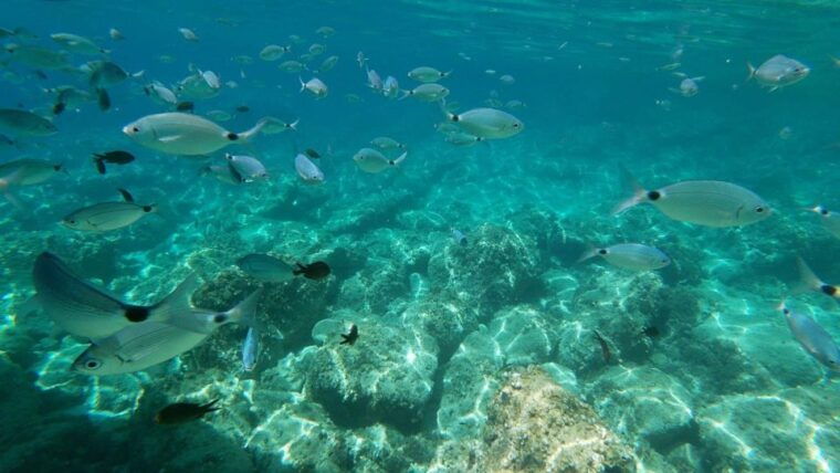 Alghero: Boat Tour With Snorkeling in Porto Conte - Tour Itinerary and Schedule