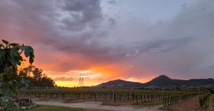 Alghero: Dinner in the Vineyard With Wine - Experience the Charm of Alghero
