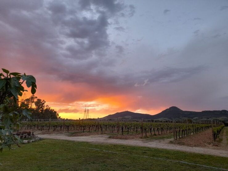 Alghero: Dinner in the Vineyard With Wine - Details of the Dinner Experience