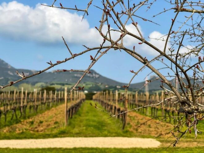 Alghero: Dinner in the Vineyard With Wine - Customer Reviews and Recommendations