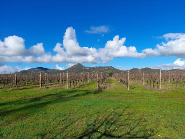 Alghero: Dinner in the Vineyard With Wine - The Sum Up