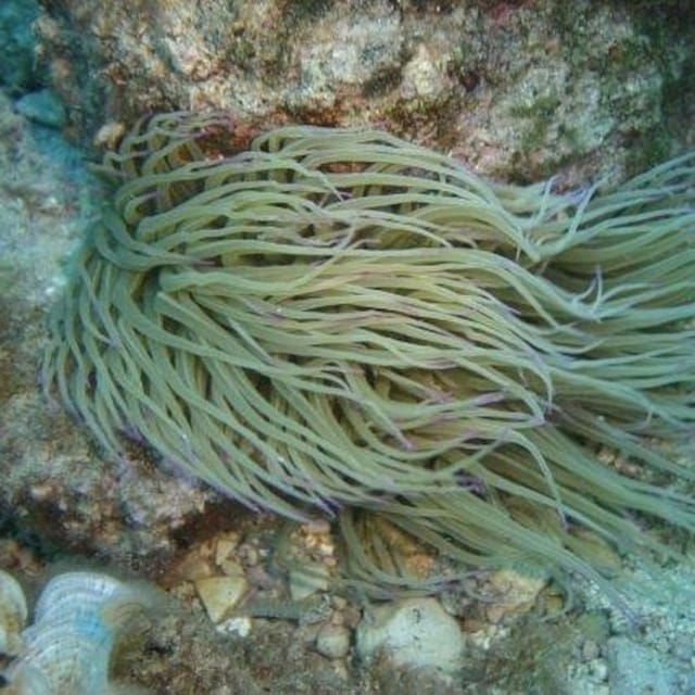 Alghero: Diving for Professionals at Capo Caccia - Diving Experience and Duration