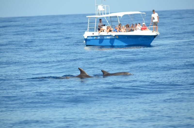 Alghero: Dolphin Watching Tour with Marine Biologists - Good To Know