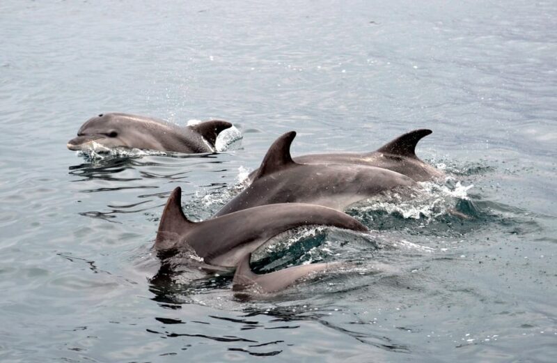 Alghero: Dolphin Watching Tour with Marine Biologists - The Overall Experience and Value
