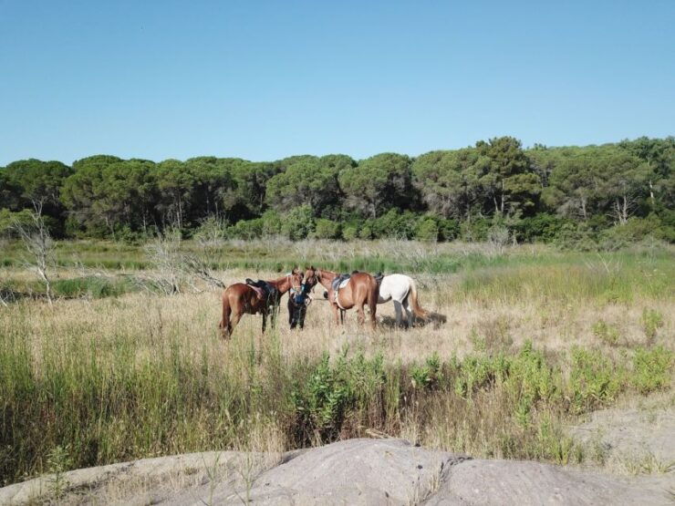 Alghero: Guided Horseback Ride at Lake Baratz & Porto Ferro - Experience Highlights