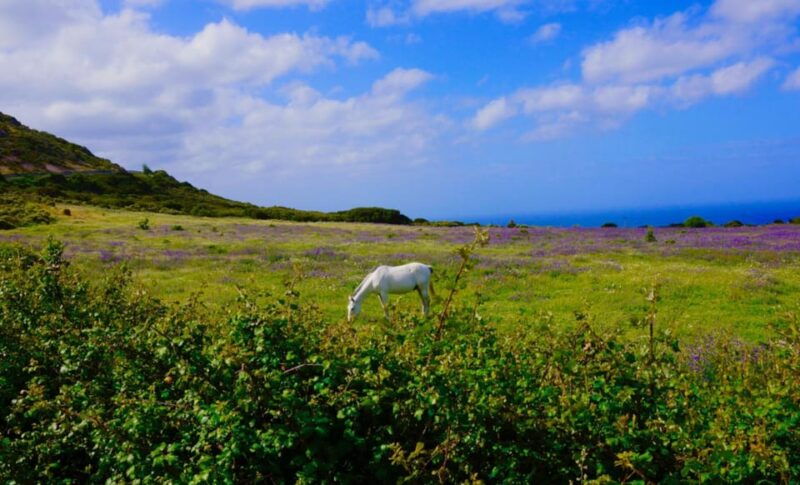 Alghero: Nature, Culture and Breathtaking Views Tour by Jeep - Good To Know