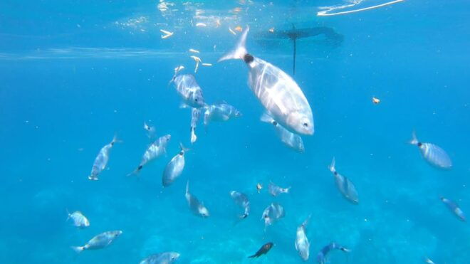 Alghero: Scenic Catamaran Cruise With Lunch and Snorkeling - Important Information