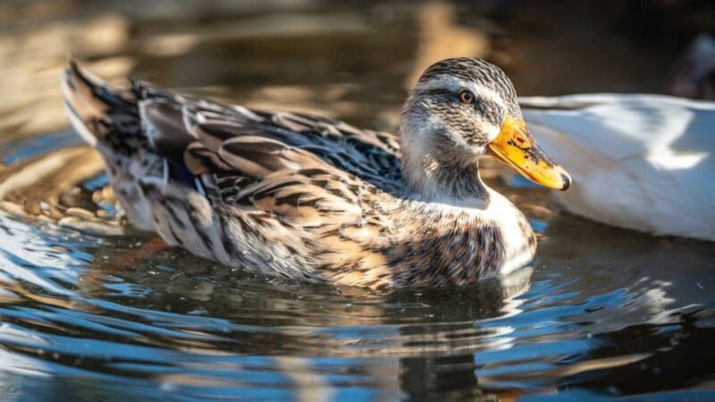 Alghero: visit an animal shelter in Olmedo - Good To Know