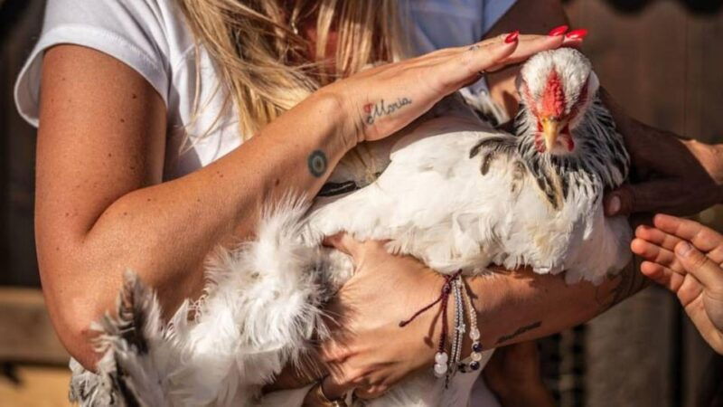 Alghero: Visit an Animal Shelter With Lunch or Dinner - Good To Know