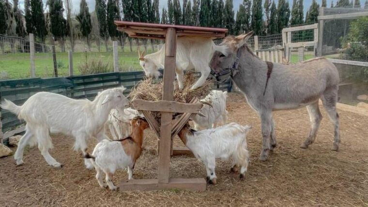 Alghero: Visit an Animal Shelter With Lunch or Dinner - Meeting Point and Parking