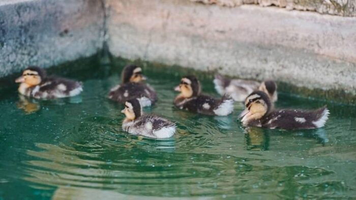 Alghero: Visit an Animal Shelter With Lunch or Dinner - Suggested Attire for Your Visit