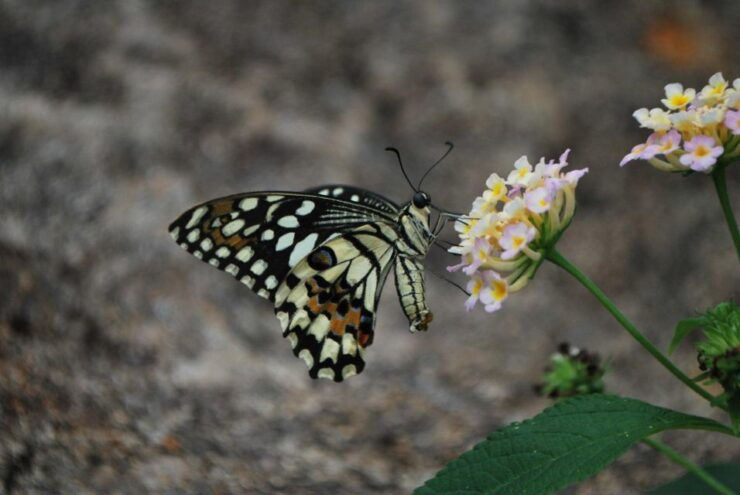 Alghero: Visit at the Butterfly House - Activity Details