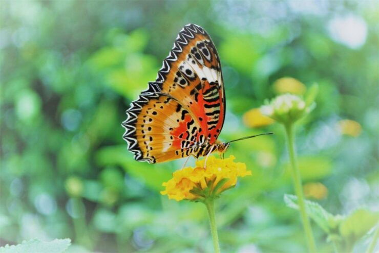 Alghero: Visit at the Butterfly House - Highlights
