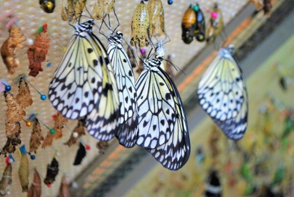 Alghero: Visit at the Butterfly House - Location