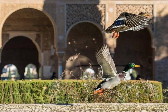Alhambra Private/Small Group Tour & Nasrid Palaces Skip the Line - The Sum Up
