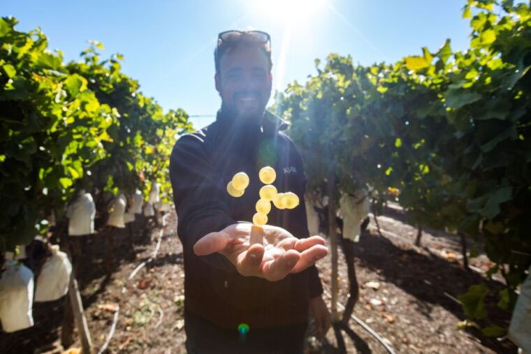 Alicante: Guided Tour of Local Winery & Wine Tasting - Additional Information