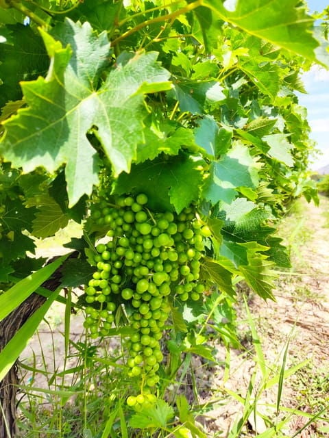Alicante: Guided Tour of Local Winery & Wine Tasting - Tasting the Local Vintages