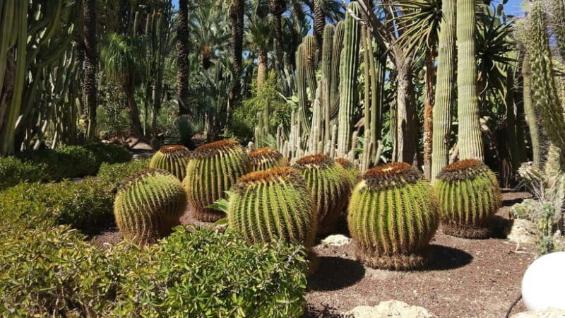 Alicante: UNESCO Heritage Palm grove + Artistic Garden Tour - The Tour Experience in Detail
